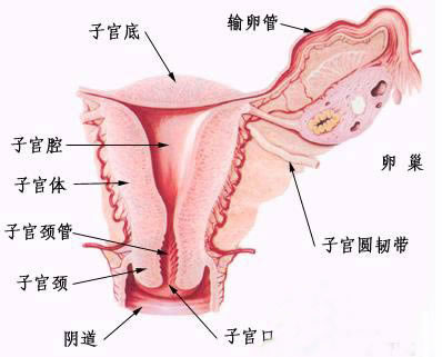 代妈内生殖系统图示